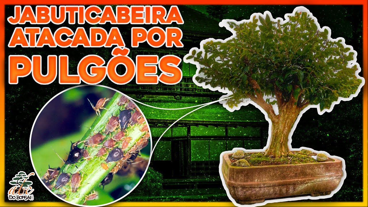 JABUTICABEIRA ATACADA POR PULGÕES - COMO EXTERMINAR ESSA PRAGA DE VEZ