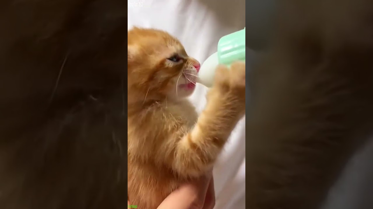 Cute Kittens 😅 funny cats fighting 😻 # #2910