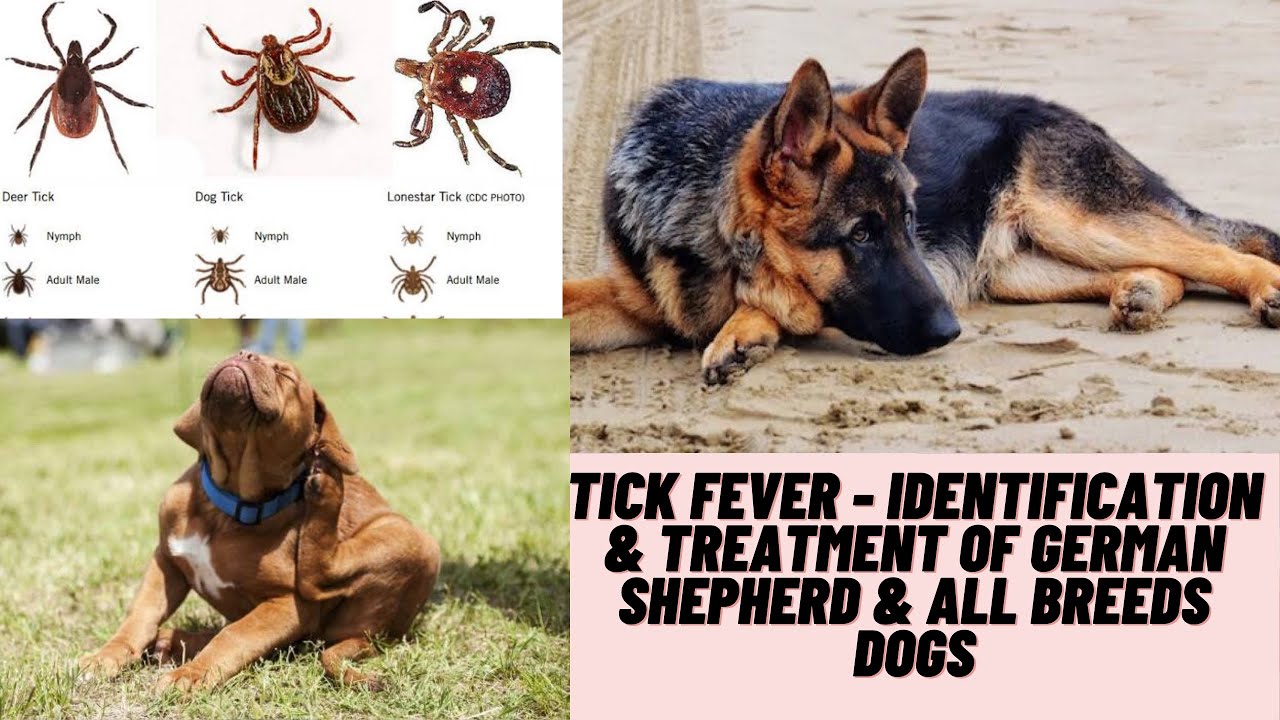 Tick Fever - Identification & Treatment of German Shepherd & all breeds Dogs and Ticks Feverish.
