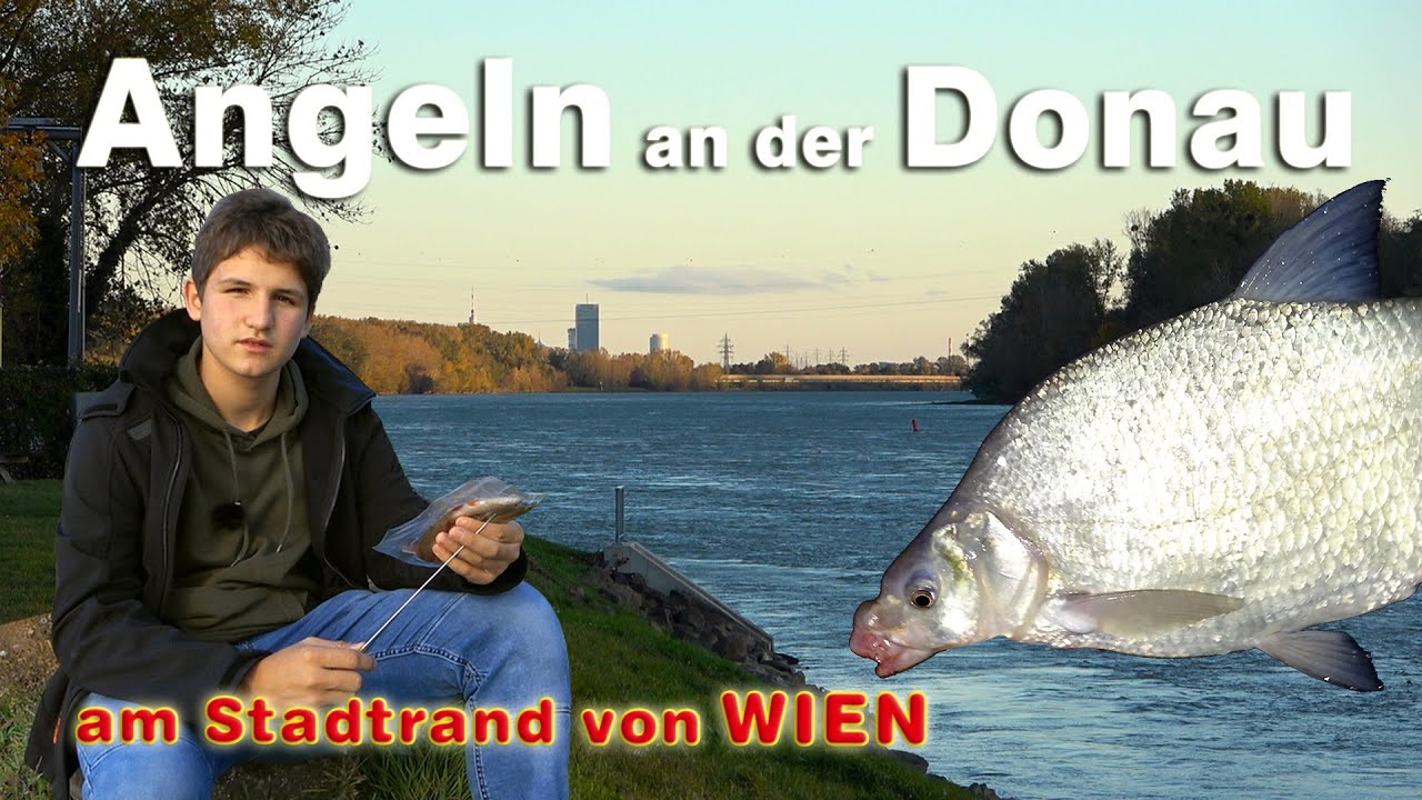 Angeln an der Donau - Fischen auf Zander und Feedern am Stadtrand von Wien in Korneuburg