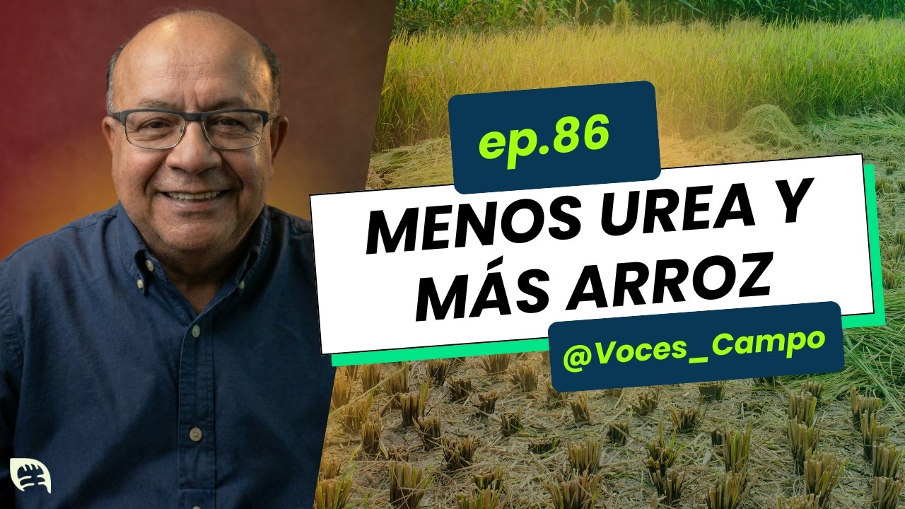 ¡No tires tu fertilizante! Aprende el secreto del arroz 🌾