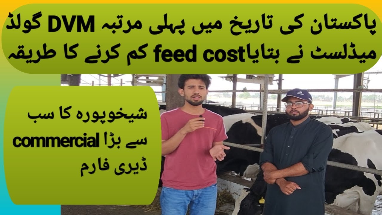cow feeding cost per day!feeding cost km krna ka tareqa by gold medallist doctor!calf starter