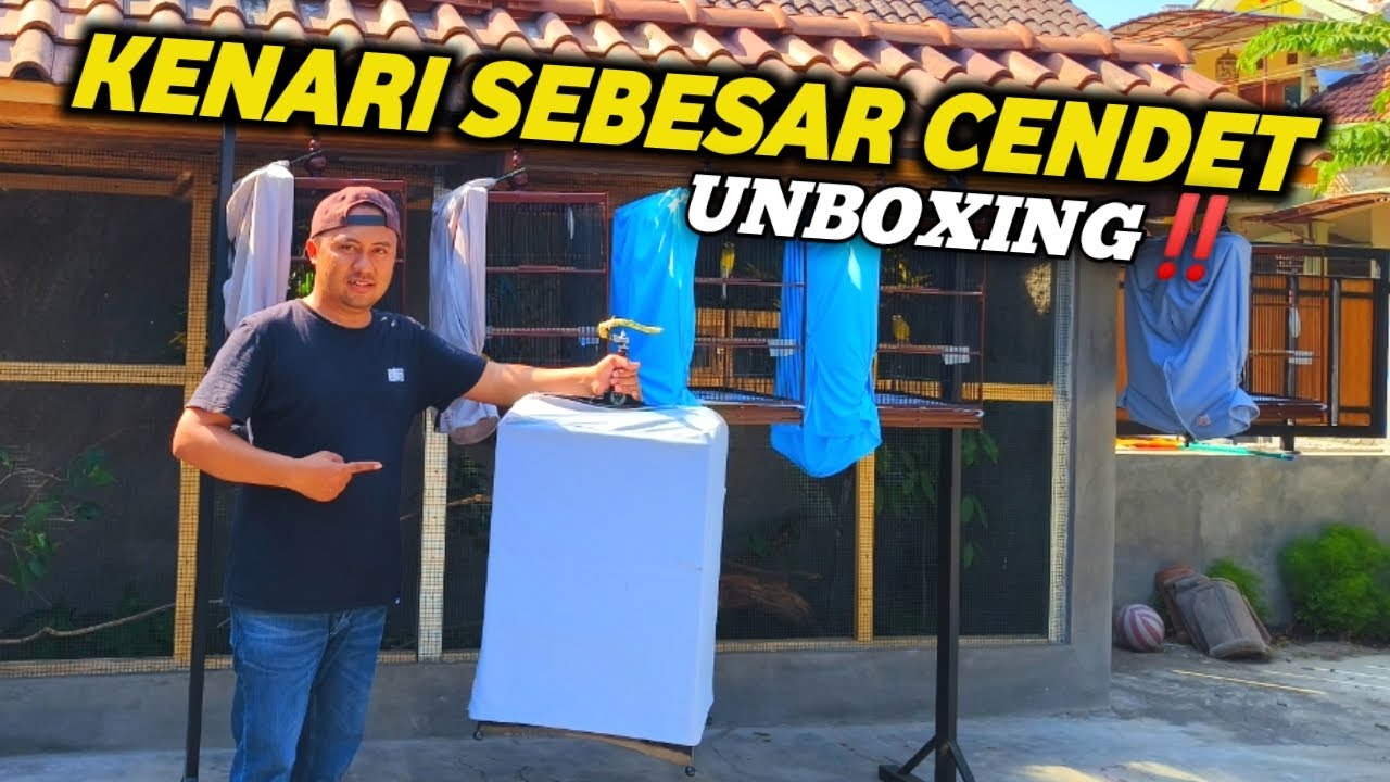 UNBOXING‼️INI BARU KENARI MANTAP GEDE GAGAH PRESTASI PULA