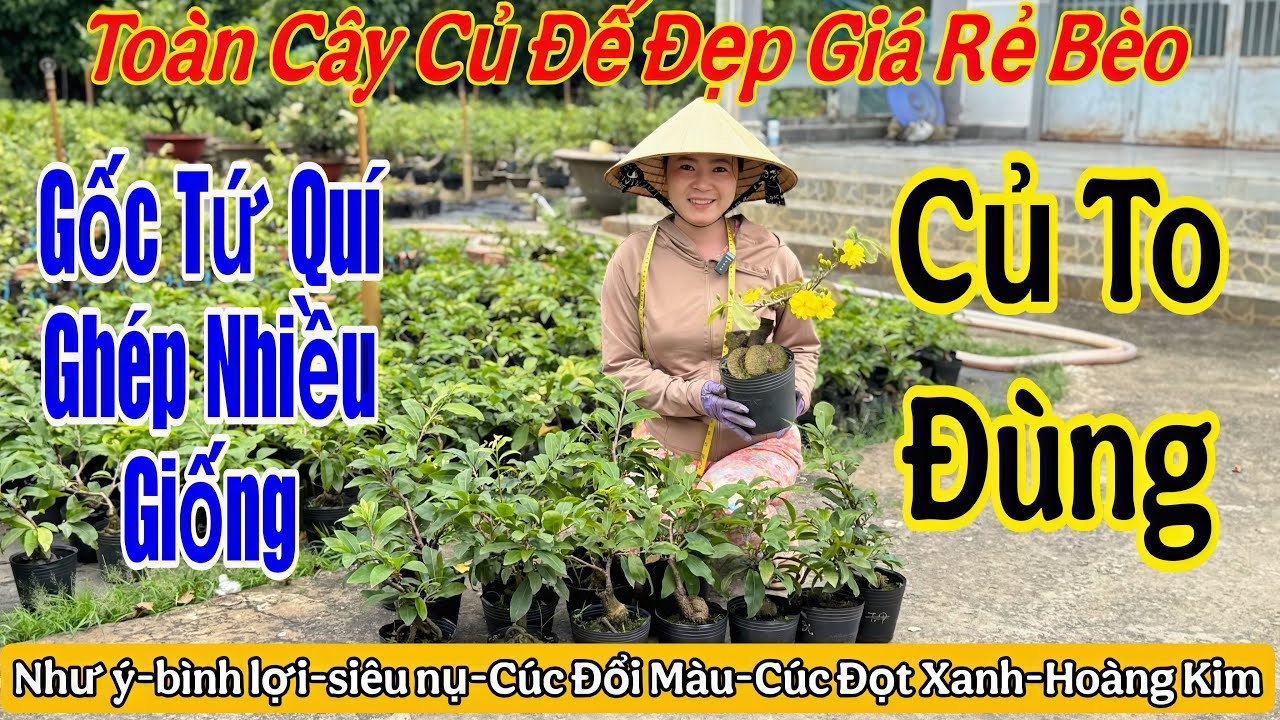 27/12 Vườn giao lưu mai v&agrave;ng gi&aacute; rẻ 💥nhiều m&atilde; loại giống🌲b&igrave;nh lợi,như &yacute; ,c&uacute;c đổi m&agrave;u🌲🌲☎️ 0358199335