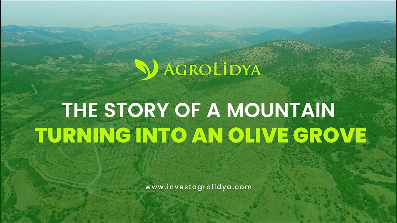 The Story of a Mountain Turning into an Olive Grove #olivefarmland #olivegroves #oliveinvestment