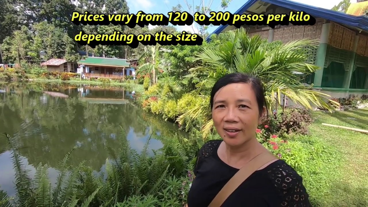 LIVE TILAPIA AT LA VILLA AQUA TILAPIA FARM,  MANONGOL KIDAPAWAN CITY. A POND WITH SPRING WATER...