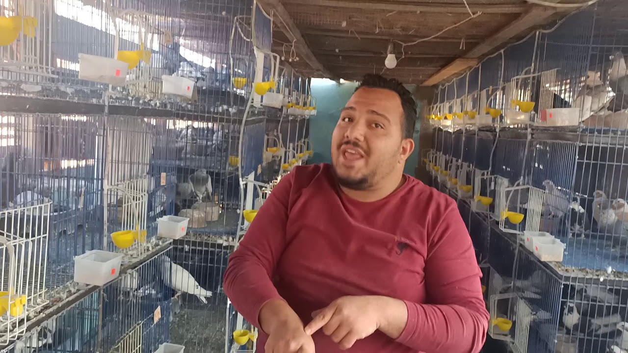يوميات غاوي ف السلاكة ومتابعة الزغاليل وكلام ع الحمام مبيخلصش