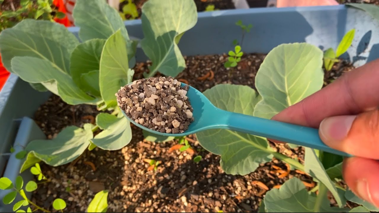 Что я хотел бы знать об удобрении капусты в первый раз 🥬