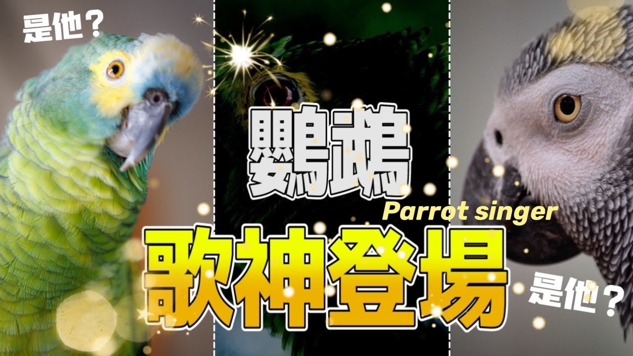 【屈原之天下鳥事】鸚鵡唱歌唱出新領域!鸚鵡歌神登場The parrot sings new territory!Parrot singer.