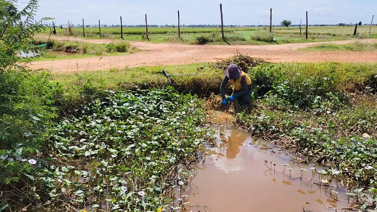 Amazing Video! Remove Floating Plants Out From Canal