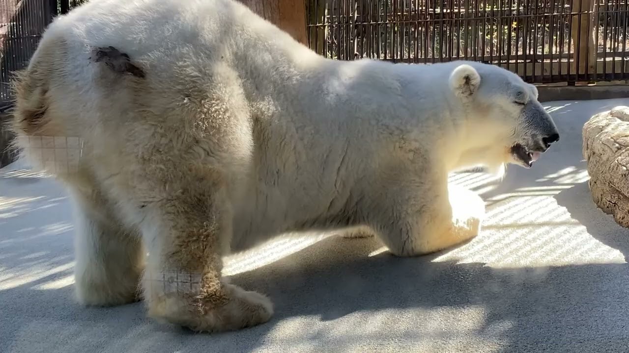 おやつ後お寝ねするしろくまピースちゃん❤️【とべ動物園】2026年2月19日