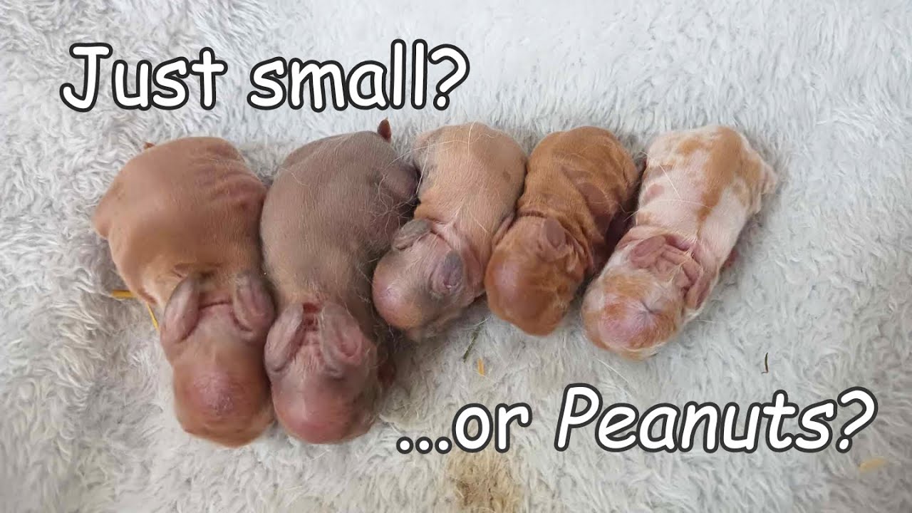 Identifying Holland Lop Peanut Kits
