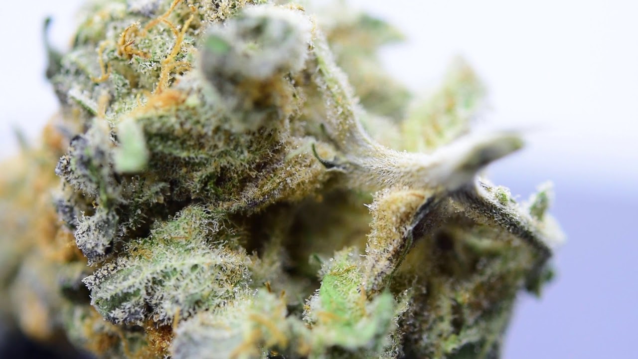 Got kush Mad Cap Weed Strain  BC weed