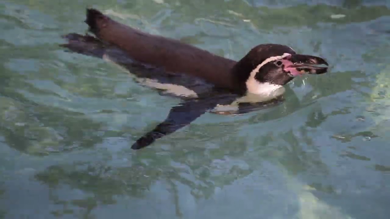 World Penguin Day 2020