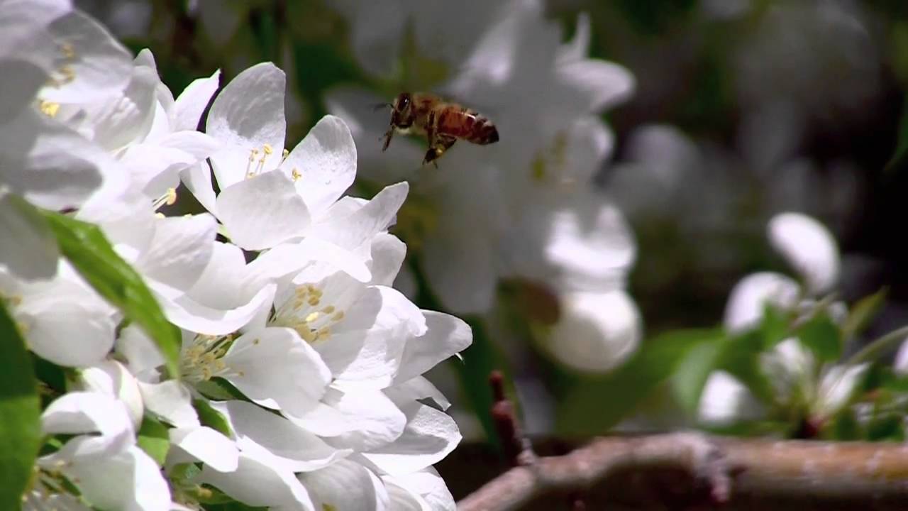 Canon Vixia HF S20 HD Camcorder - Test Footage