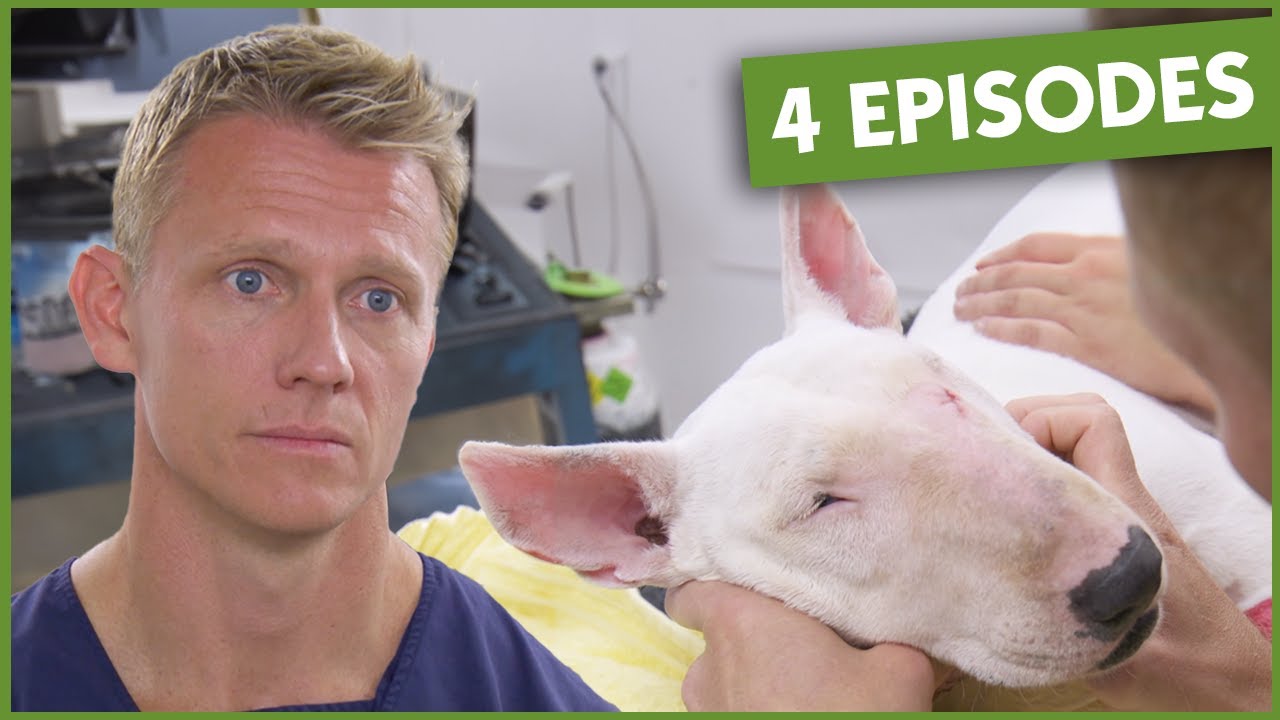 4 Back-to-Back Episodes From Season 2 | Vet On The Hill