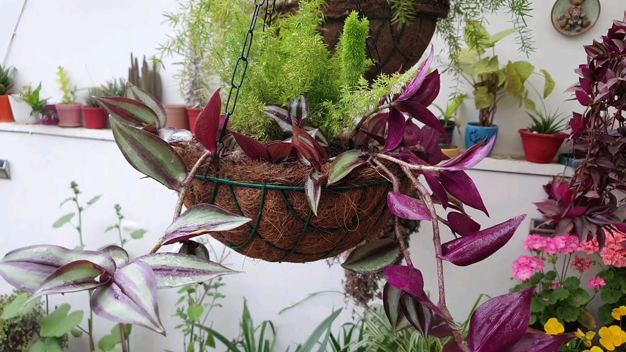 Making of hanging basket for summers using Wandering Jew and Fox tail fern//Potting soil mix