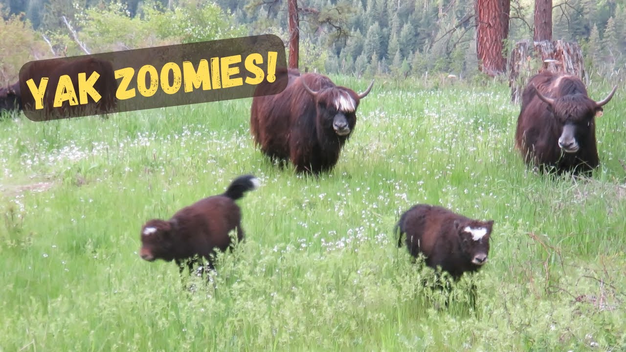 Baby Yaks Do Zoomies While Cows Look On