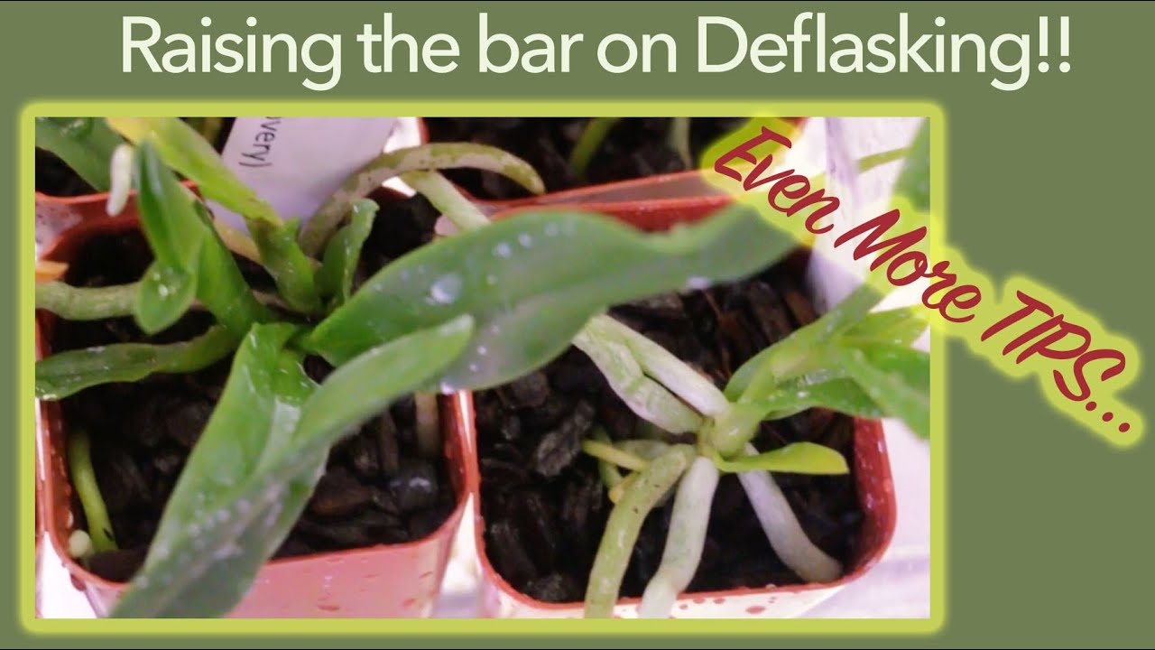 Orchid Deflasking: Raising the bar...