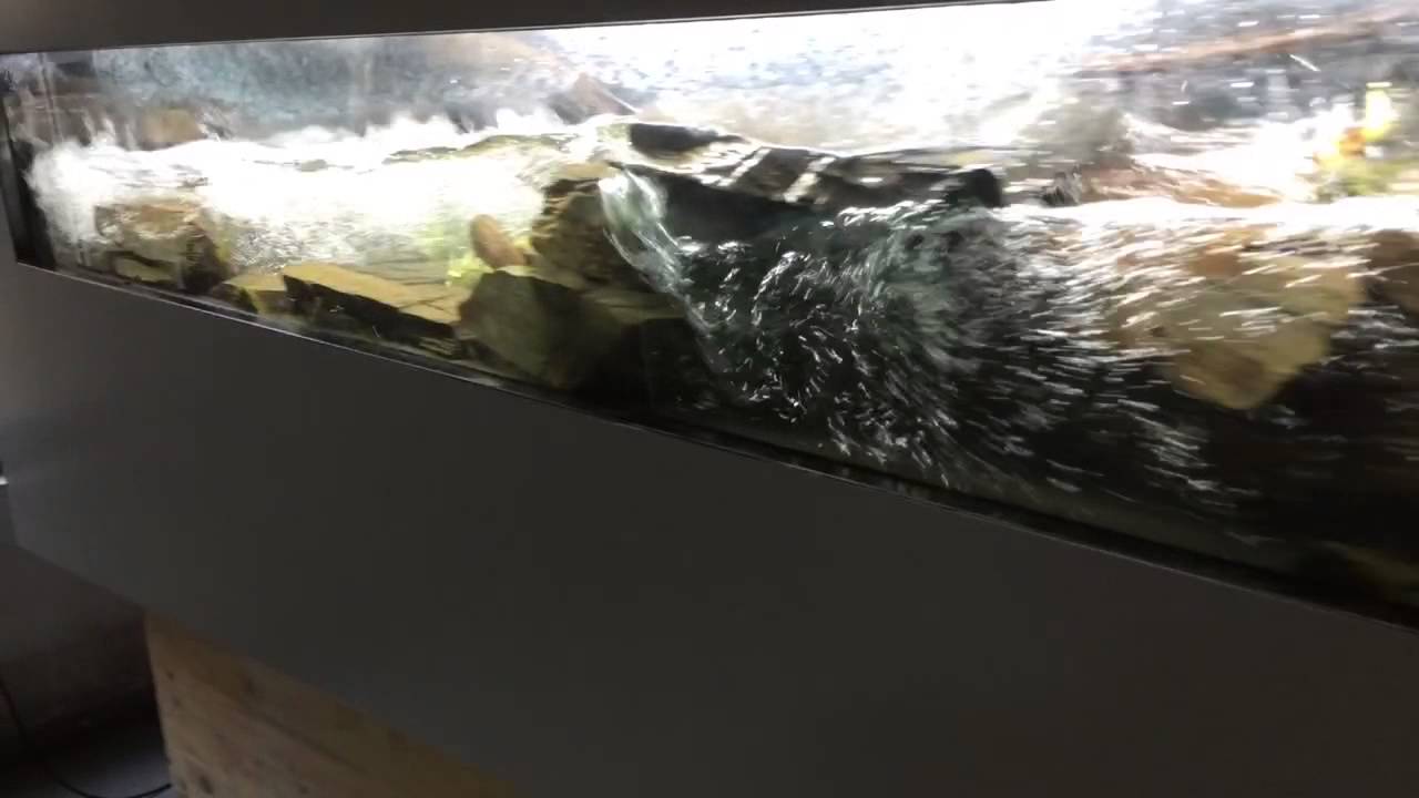 River tank in Panta Rhei (Germany)