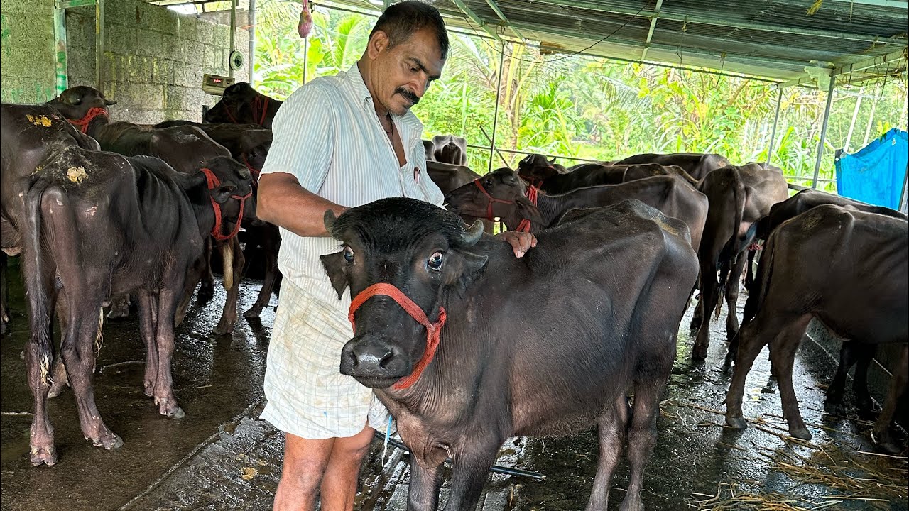 കുറഞ്ഞ വിലയിൽ ഒറിജിനൽ മുറ പോത്തുകൾ Murrah farm in kottayam kerala