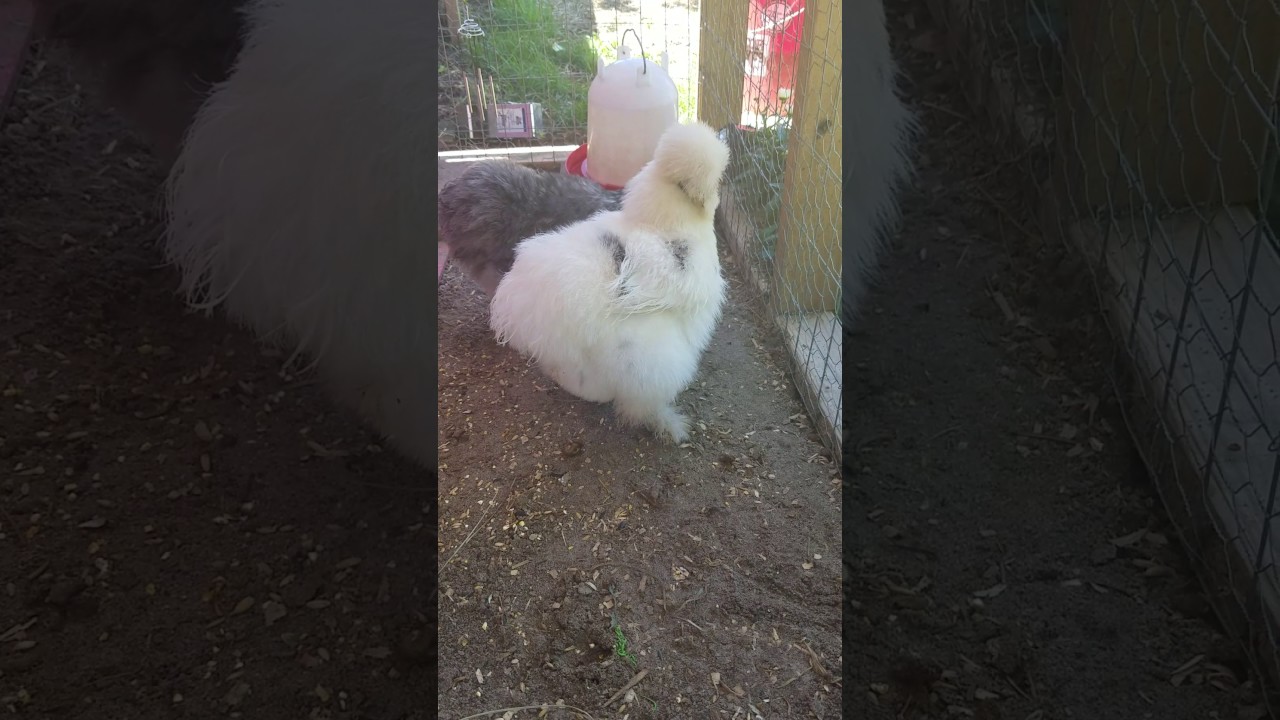 Raising  silkie chickens in my backyard!