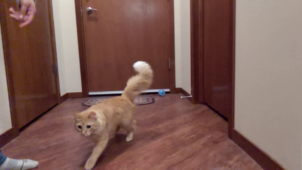 The Cat Dancer