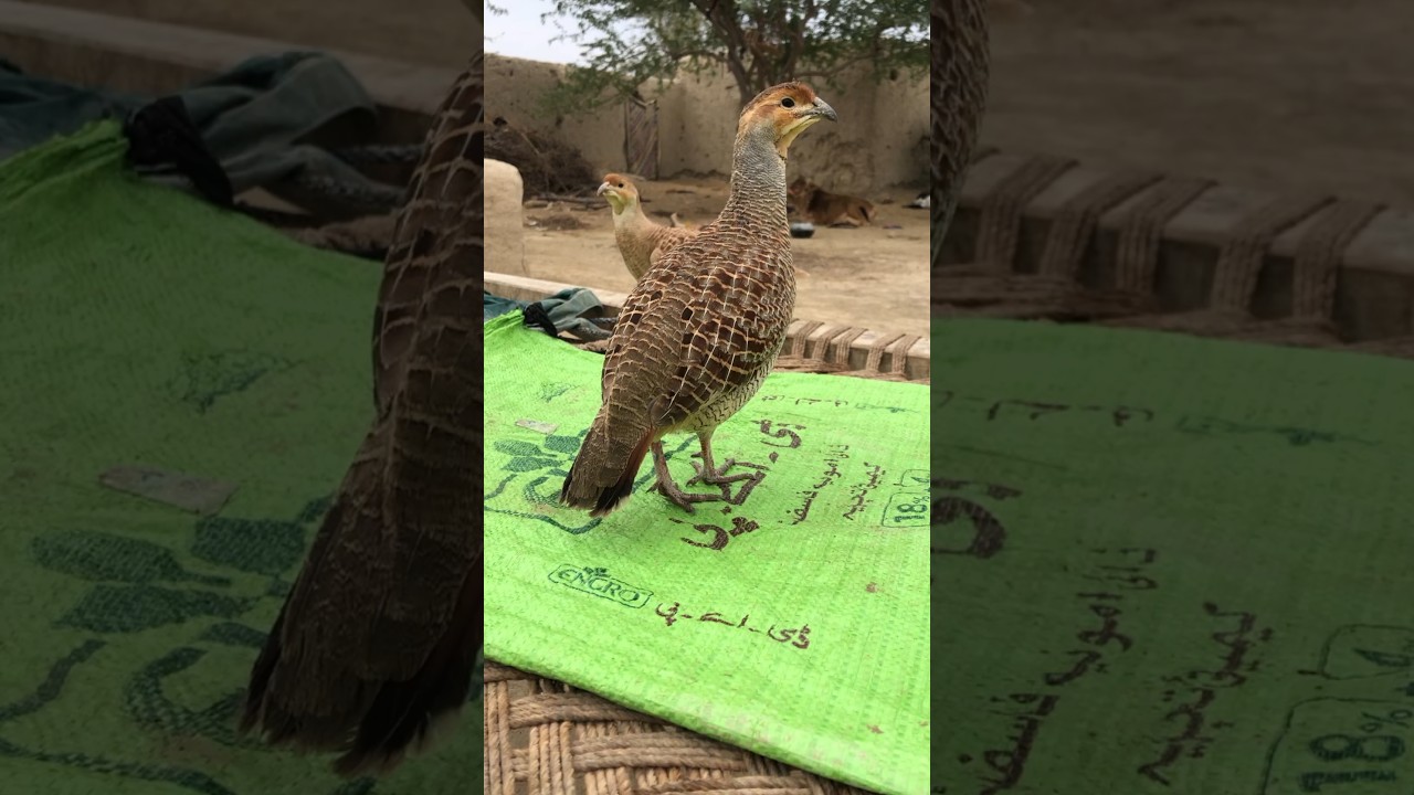 Desi Teetar Full HD | Nature Bird Lovers Must Watch 🌿