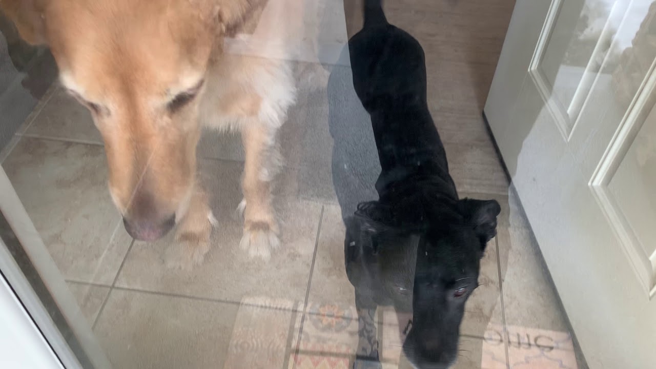 Teaching a Dog to Calm Down When People Come to the Door