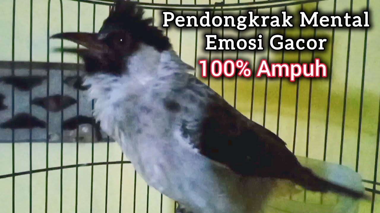Suara Burung Kutilang Gacor KUTILANG RIBUT NGAMUK Ampuh untuk menaikkan Mental EMOSI KutilangMu