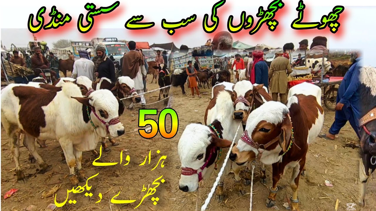 Pakistan Men Zero Size Claves Ki Sassti Mandi / Sahiwal Cholistani Bachray/Luddan Mandi