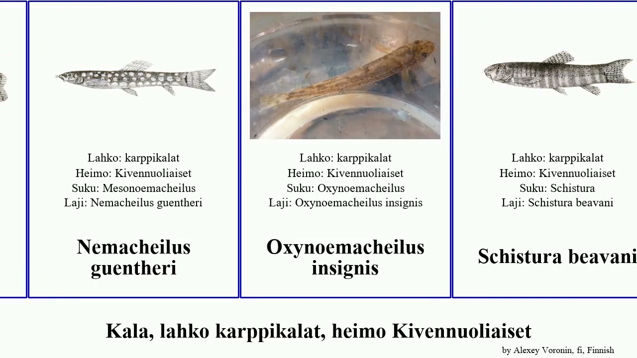 Kala, lahko karppikalat, heimo Kivennuoliaiset fish savona insignis Triplophysa Nemacheilus Light