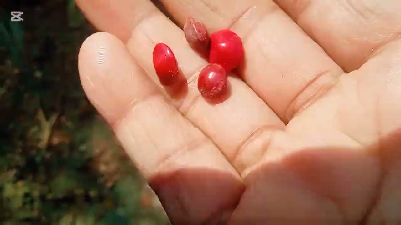 🧞‍♀️সাপের ভয়ে ফল গাছগুলা দেখতে পারিনা,  পাওয়াটাই স্বাভাবিক নিঃশব্দ শিকারি হলো সাপ 👀short  #video 