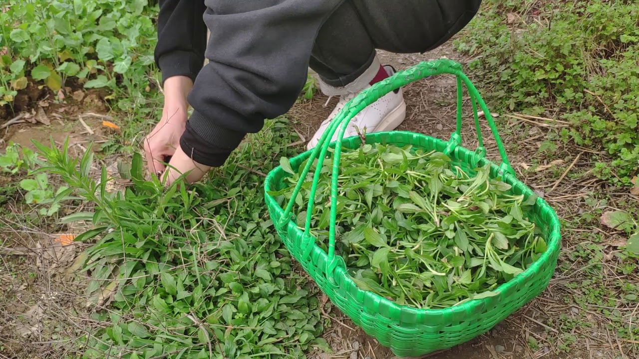 春暖花开路边采摘野菜马兰头（红梗菜、鸡儿肠、田边菊、紫菊)