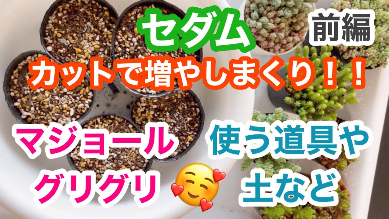 【多肉植物】セダムをカットして増やしまくる！前編【マジョール】【グリグリ】