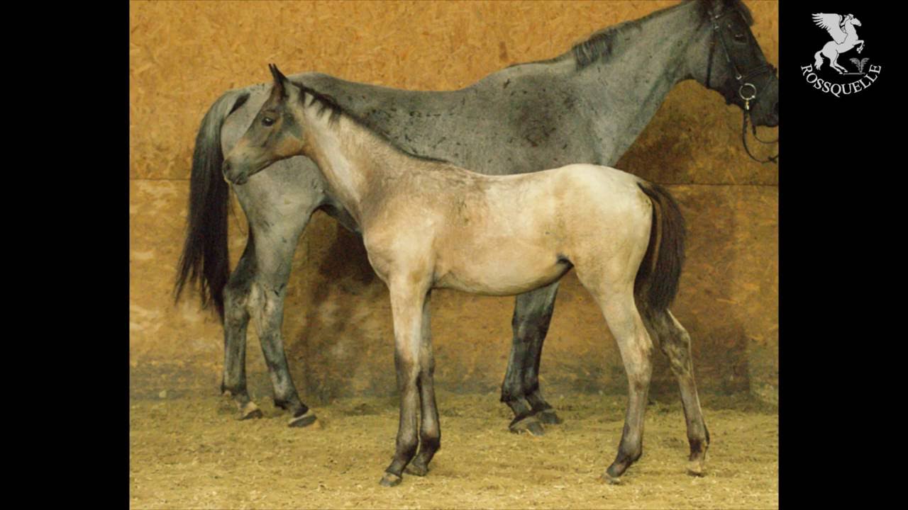 Trakehner Fohlenmusterung Wehringen