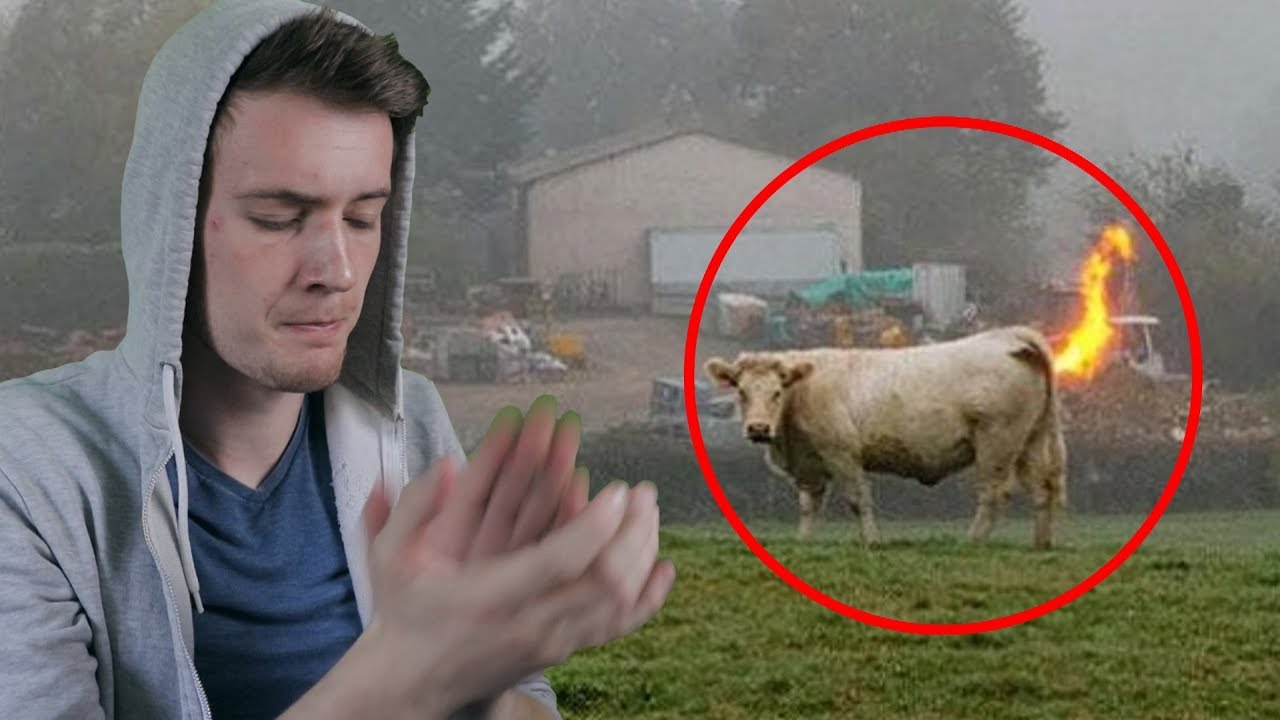 Tüzet fingó TEHÉN! Micsoda képek :D