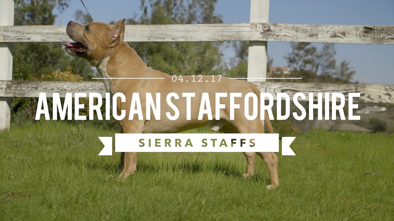 AMERICAN STAFFORDSHIRE TERRIER LEGENDARY SIERRA STAFFS