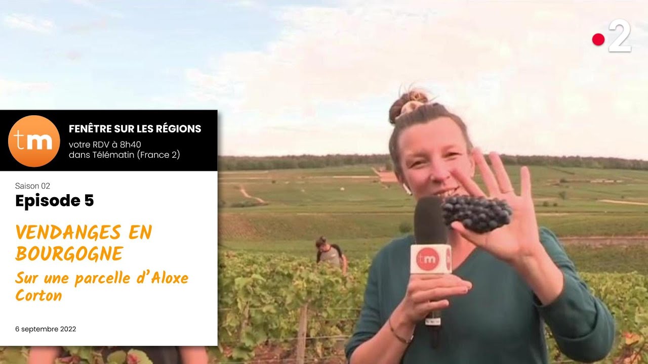 Vendanges 2022 en Bourgogne au Domaine Chevalier // Télématin - Fenêtre sur les régions - France 2