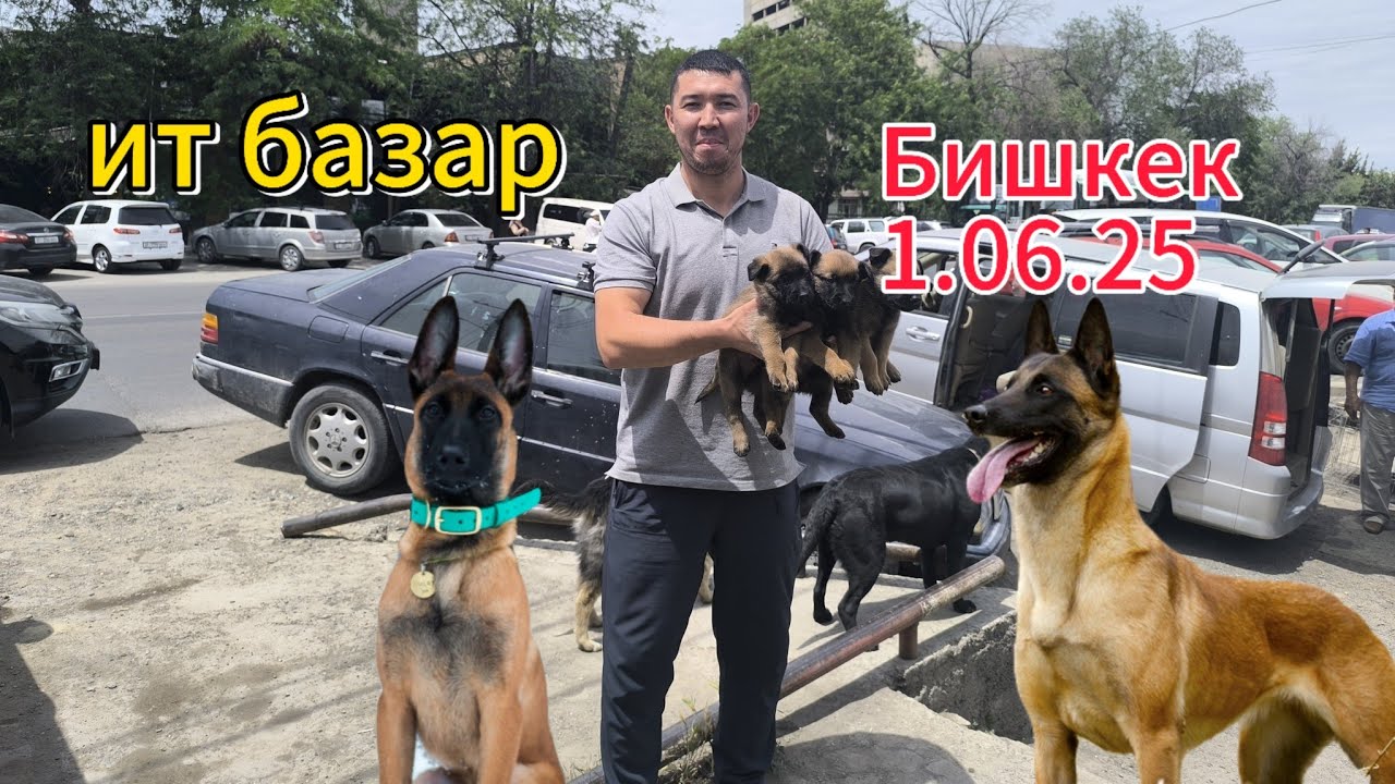 Ит базар Бишкек 1.06.25