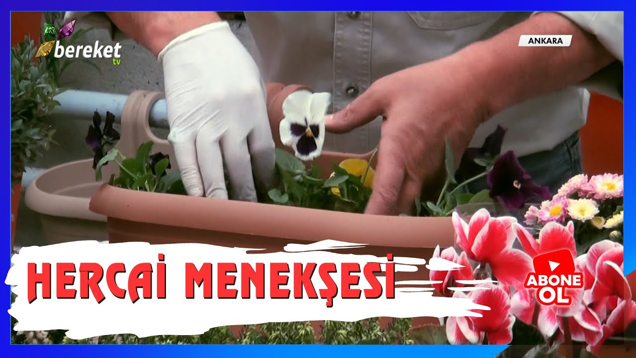 Hercai Menekşesi Dikimi ve Bakımı Nasıl Olmalıdır ?