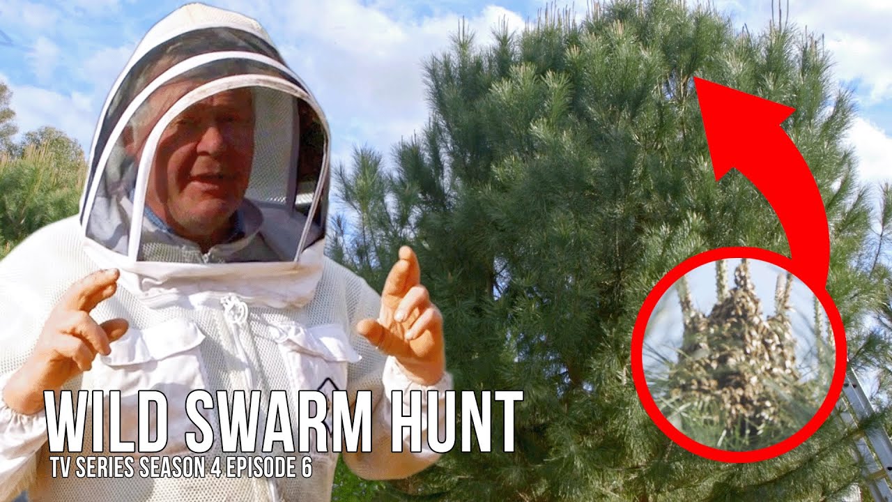 Spring Swarm Traps - Setting Up Old Bee Boxes for New Bees! | The Bush Bee Man