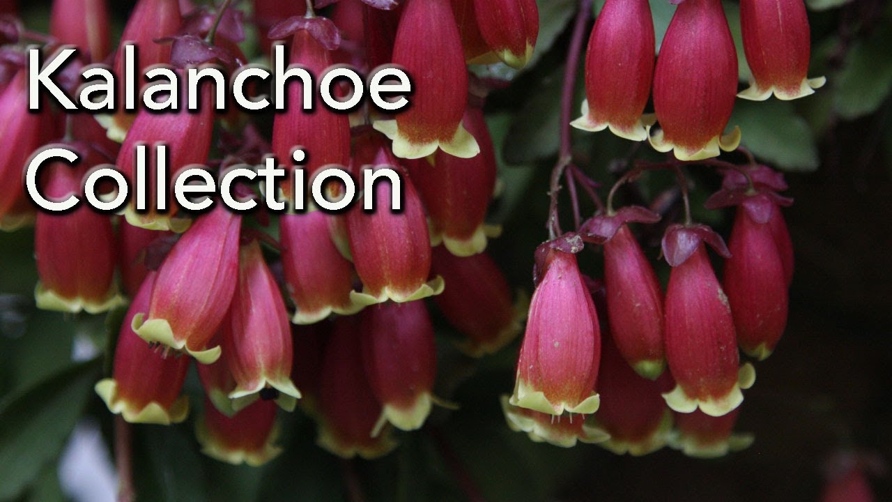 Kalanchoe Species and Varieties - Types and Names in this Succulent collection.