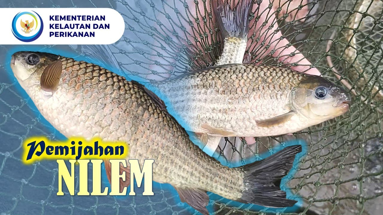 PEMIJAHAN IKAN NILEM