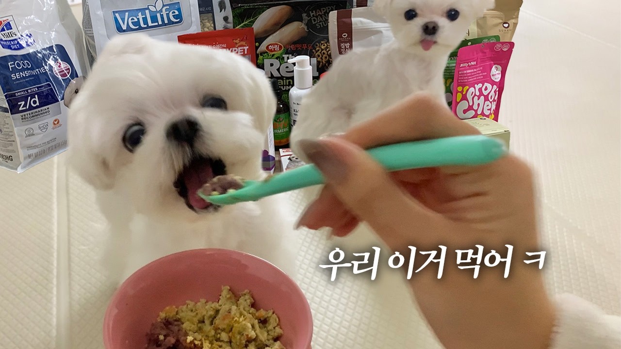 사료•영양제에 수백 쓴 집사가 추천해드림