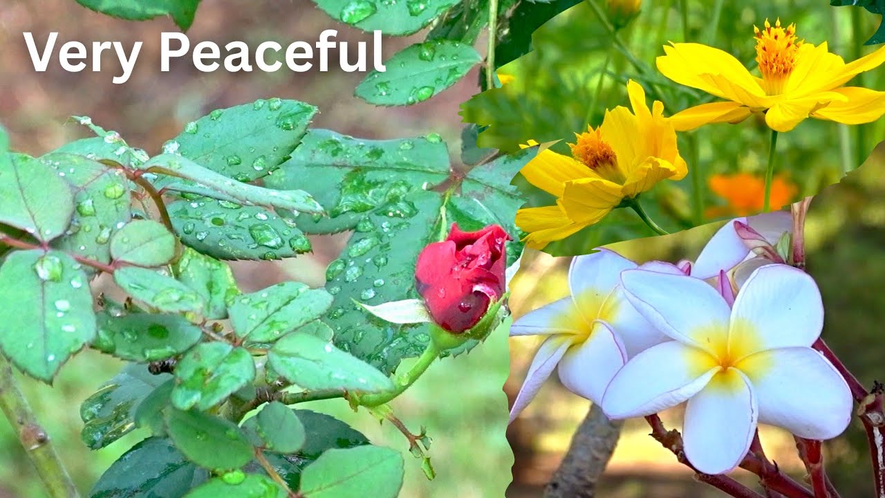 Aesthetic Flower Garden 🌺 Soft Bird Songs & Pure Tranquility