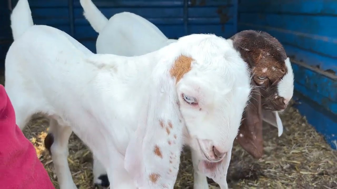 DEWAS BAKRA MANDI 01/1/2026