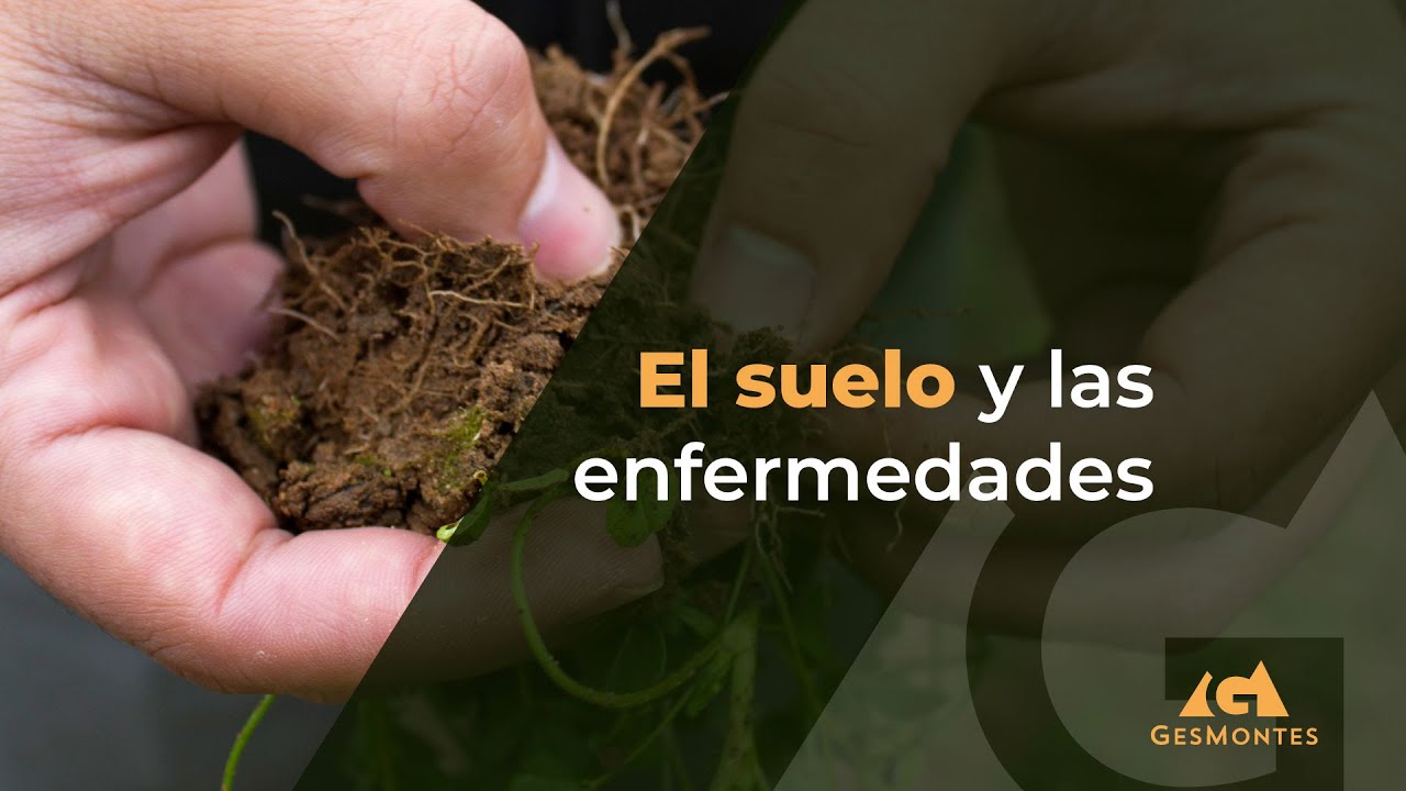 El suelo y las enfermedades