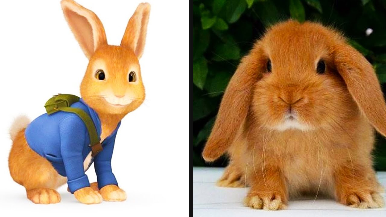 Comparison: Peter Rabbit All Characters in Real Life