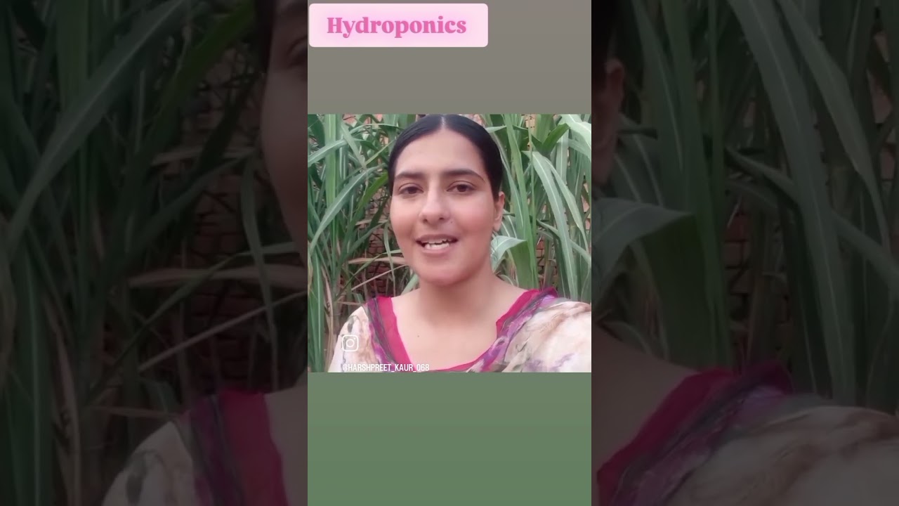 #agricultureeducation #agriculture #agrieducation #hydroponics